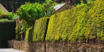 Top 5 des idées de clôture de jardin